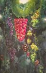 肖葡萄2018作品《露》