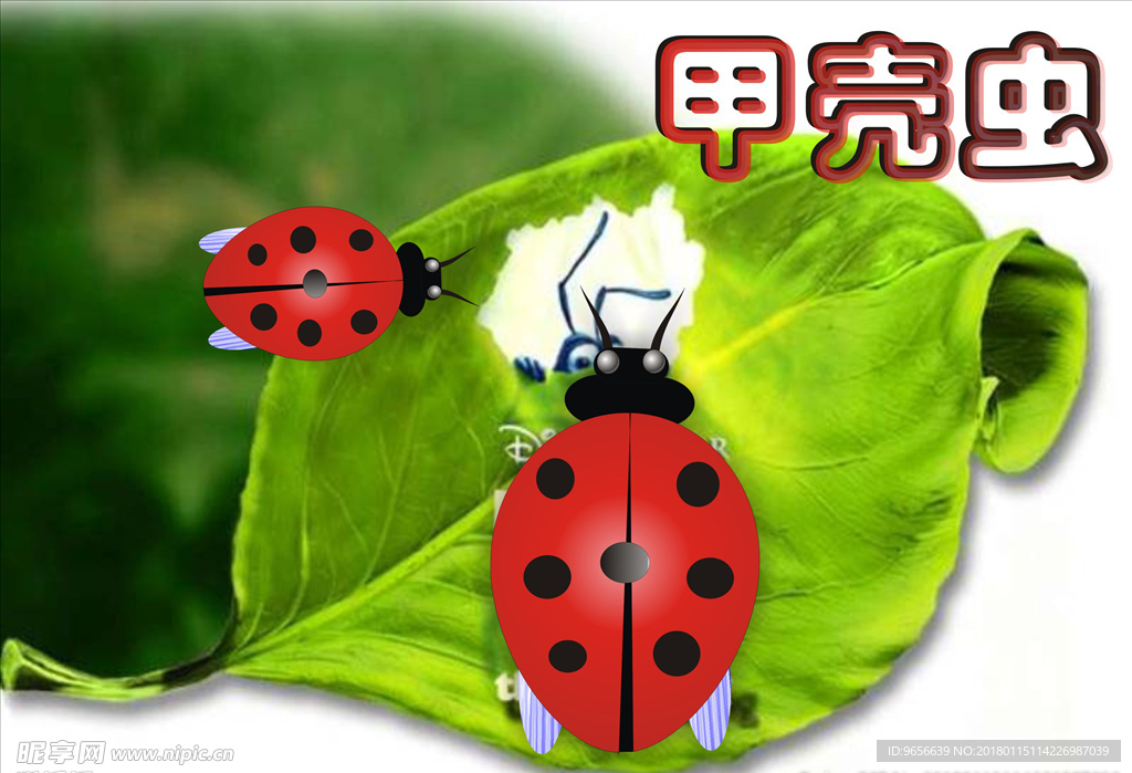 甲壳虫