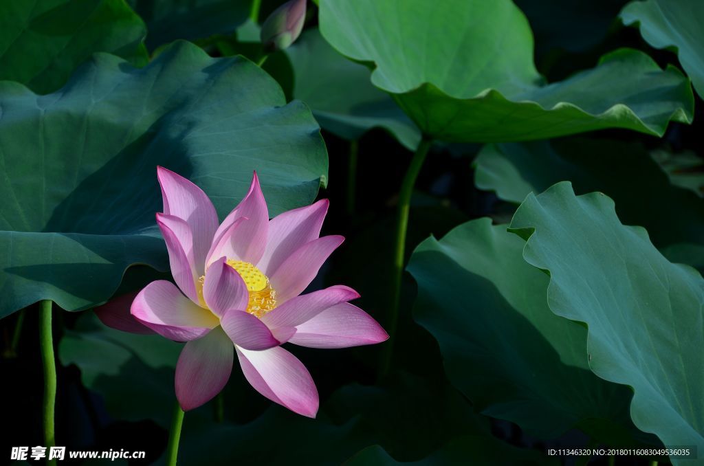 莲花