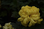 雨后秋菊