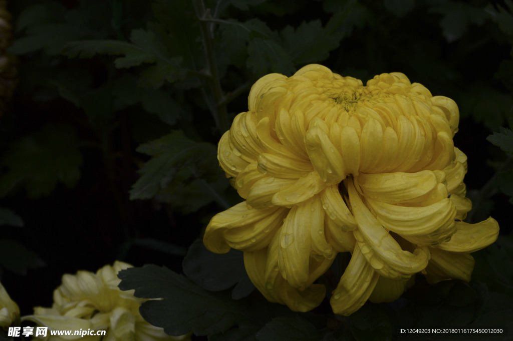 雨后秋菊