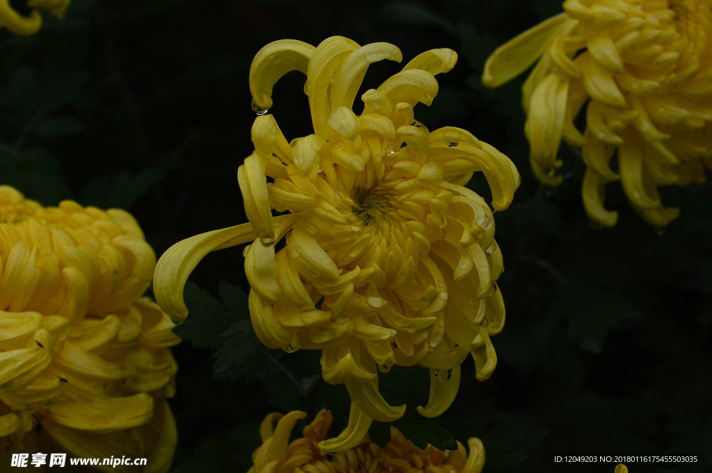 雨后秋菊