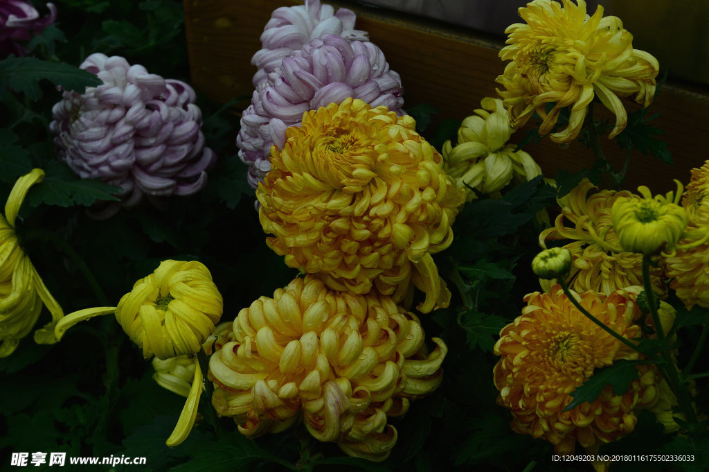 雨后秋菊