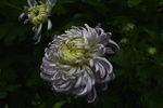 雨后秋菊