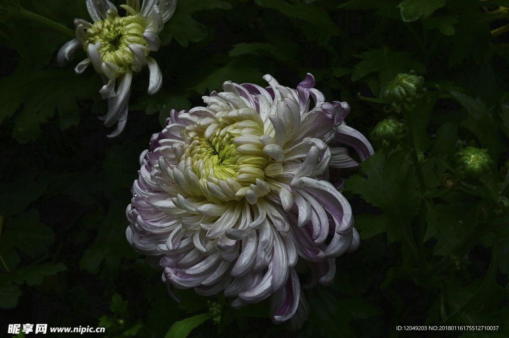 雨后秋菊