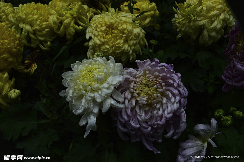 雨后秋菊