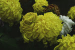 雨后秋菊