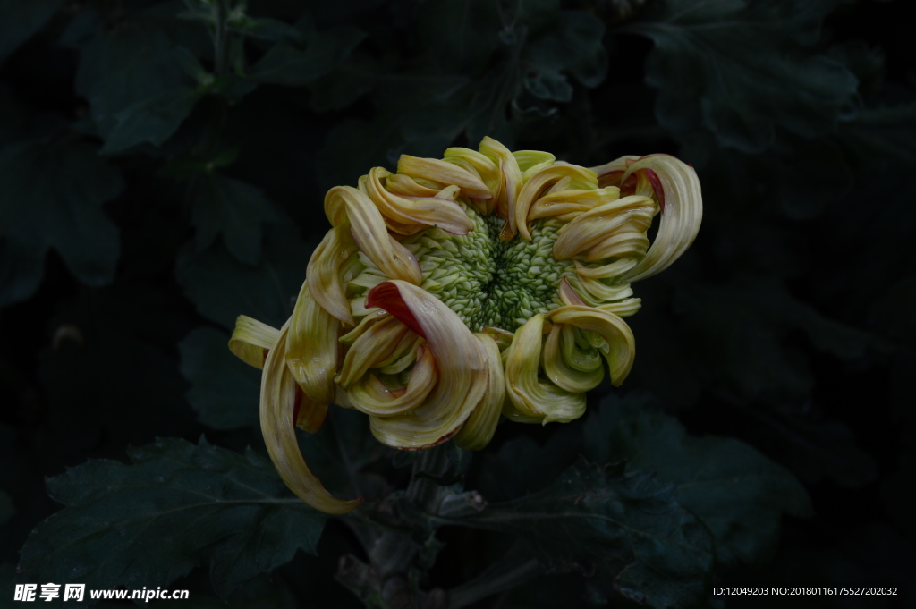 雨后秋菊