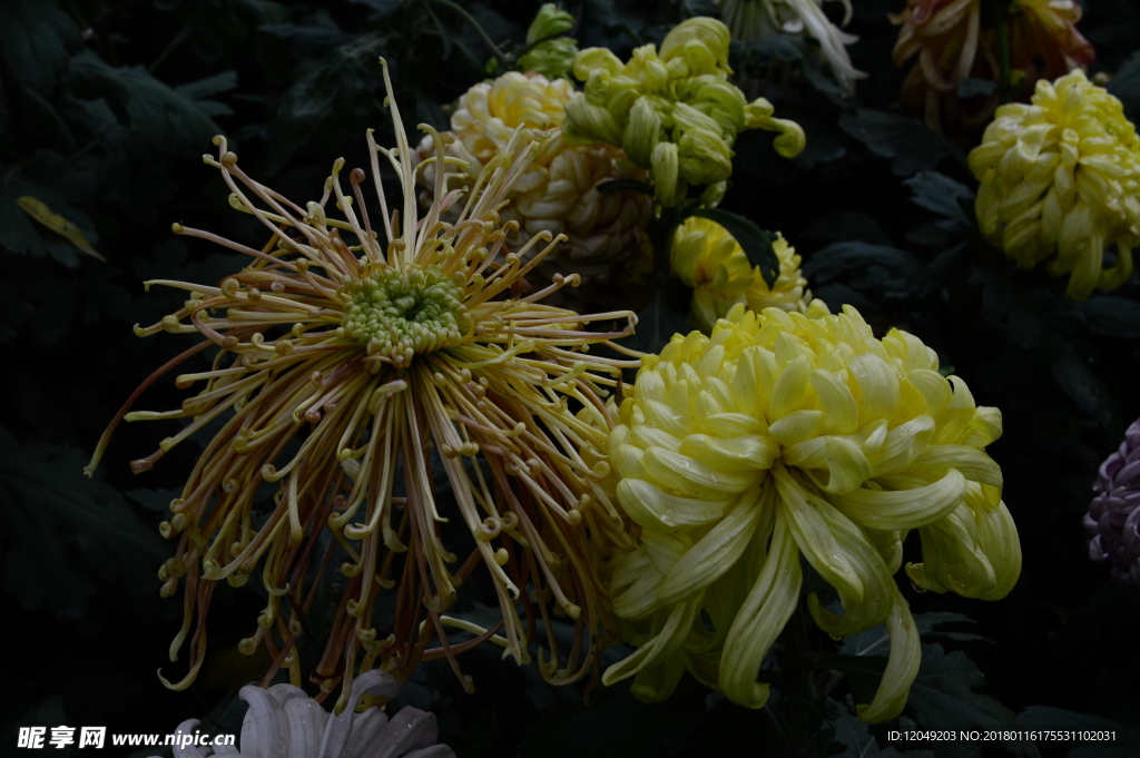 雨后秋菊