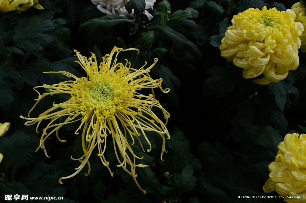 雨后秋菊