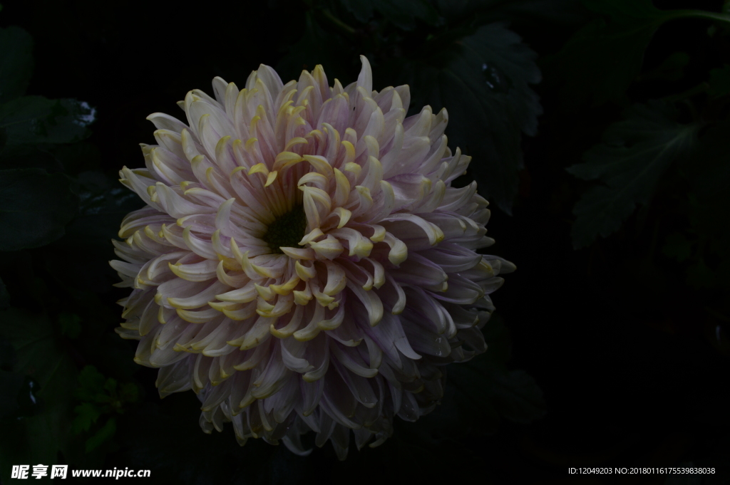 雨后秋菊