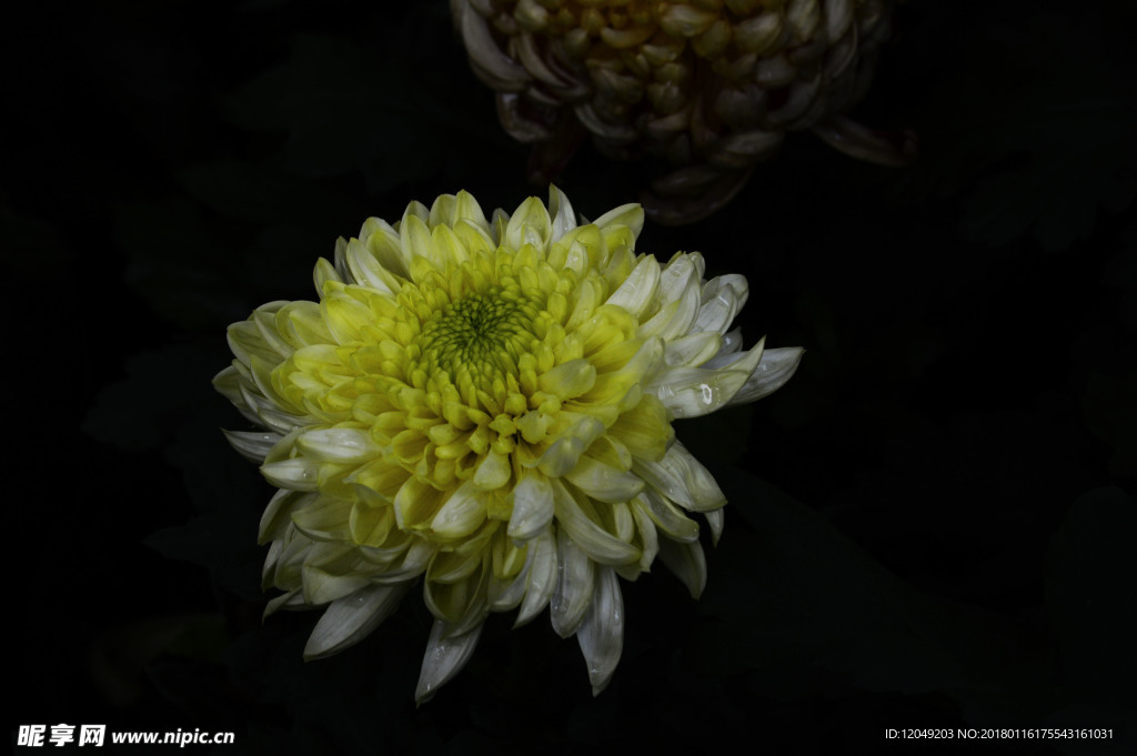 雨后秋菊