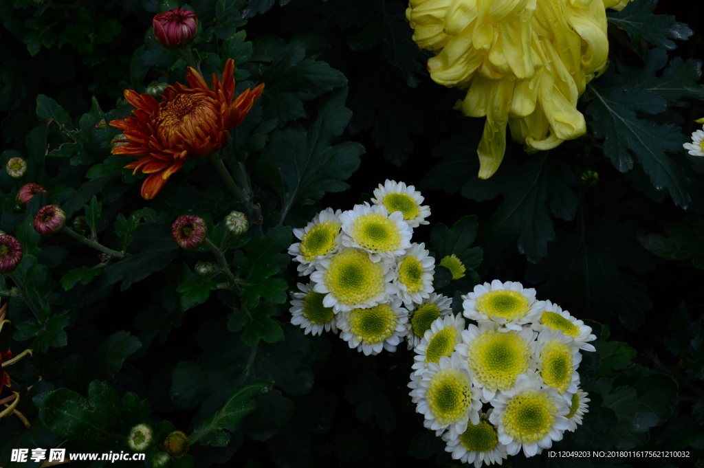 雨后秋菊