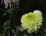 秋菊