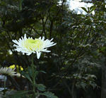 秋菊