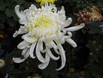 秋菊
