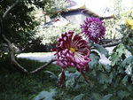 秋菊