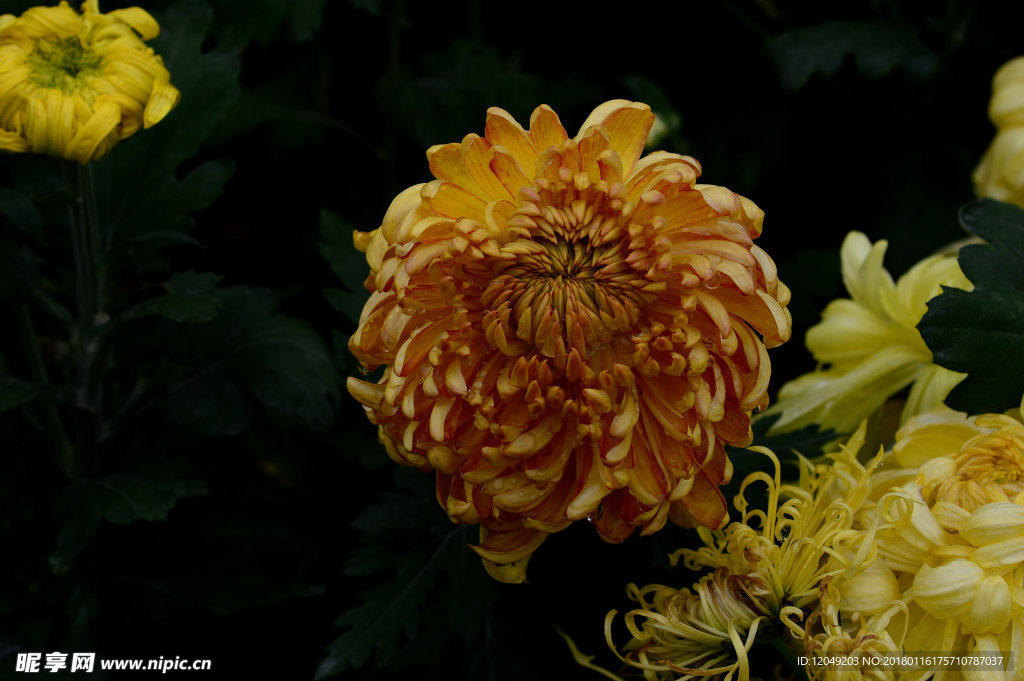 雨后秋菊