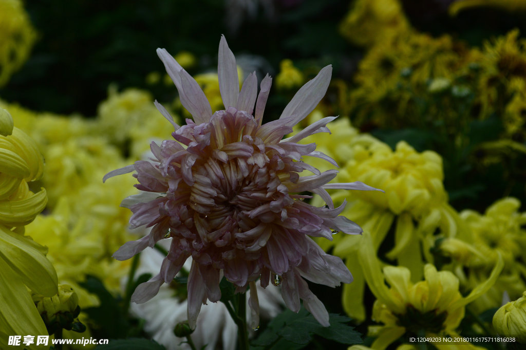 雨后秋菊