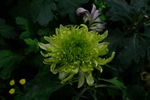 雨后秋菊