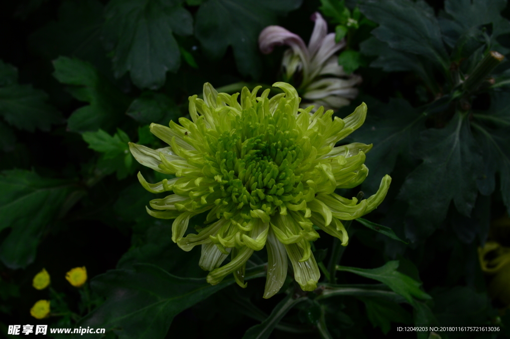 雨后秋菊