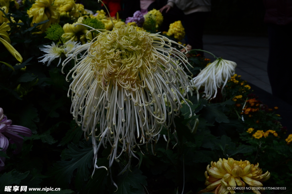 雨后秋菊