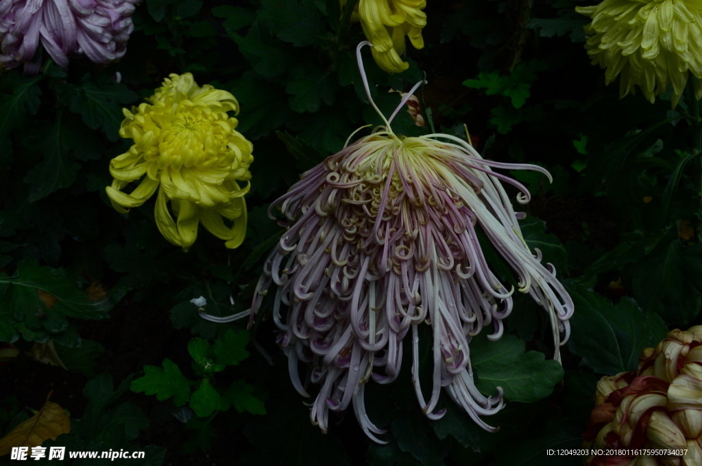 雨后秋菊