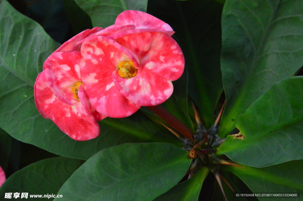 刺梅花