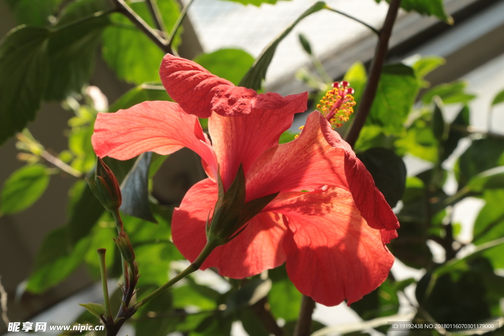 扶桑花