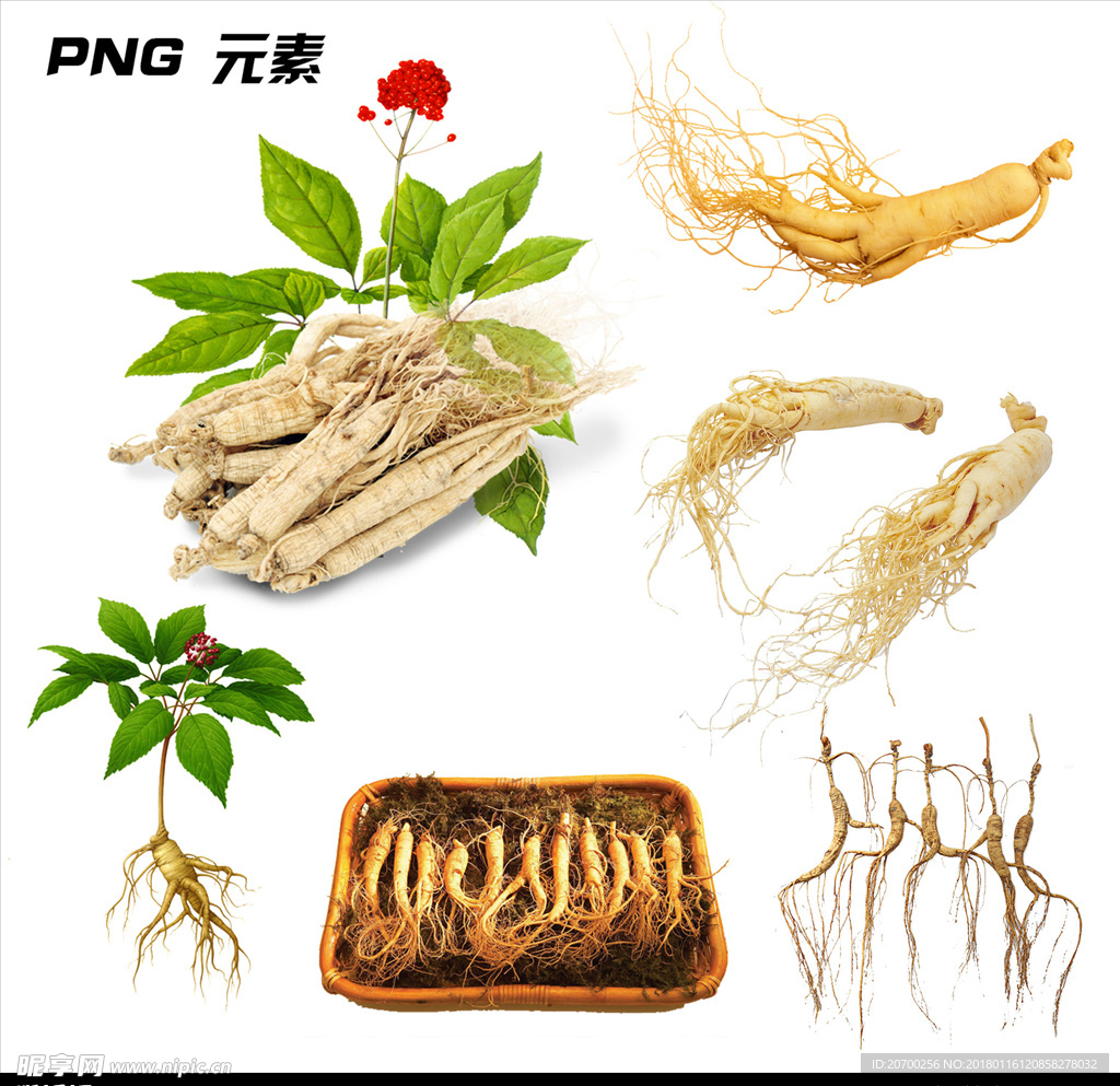 人参免扣元素