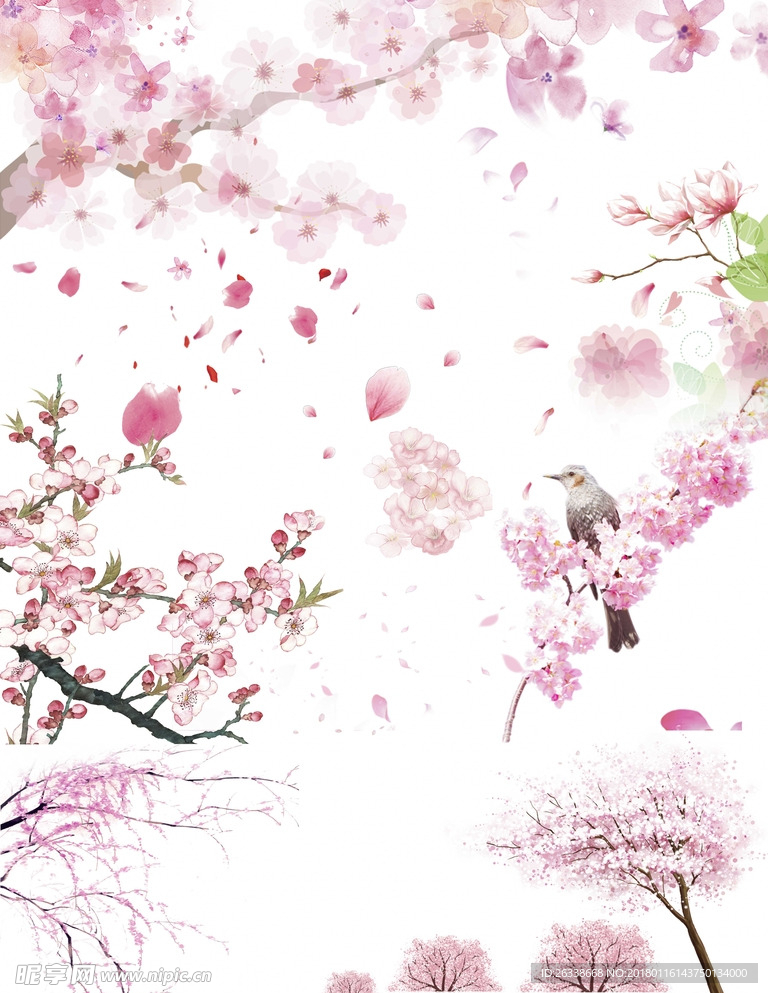 樱花  高清素材