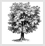 素描树矢量图图片