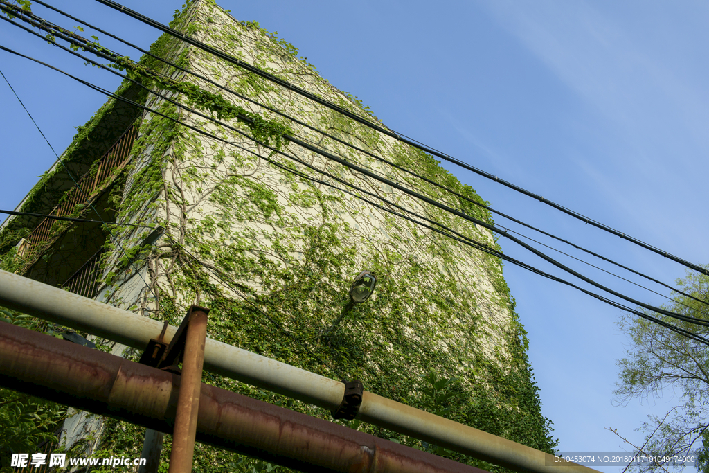 绿植爬墙