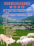 生猪示范村