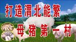 打造西北养猪第一村