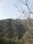 山林