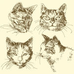 手绘猫头