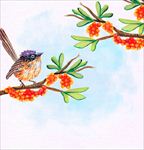 手绘花鸟图片