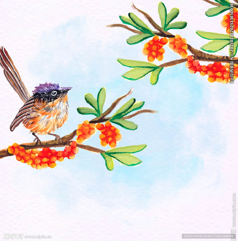 手绘花鸟图片