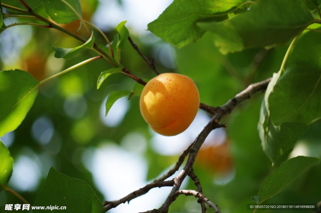 树上的杏子图片