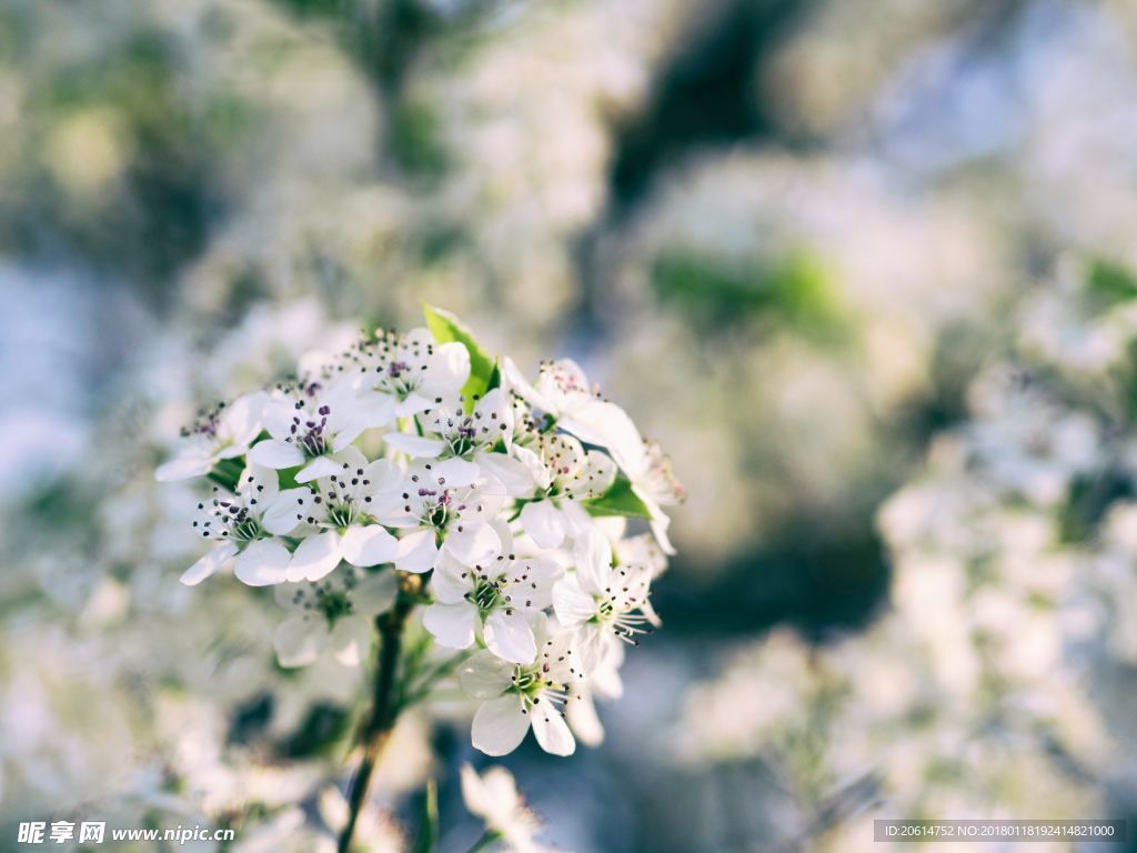 洁白的花朵