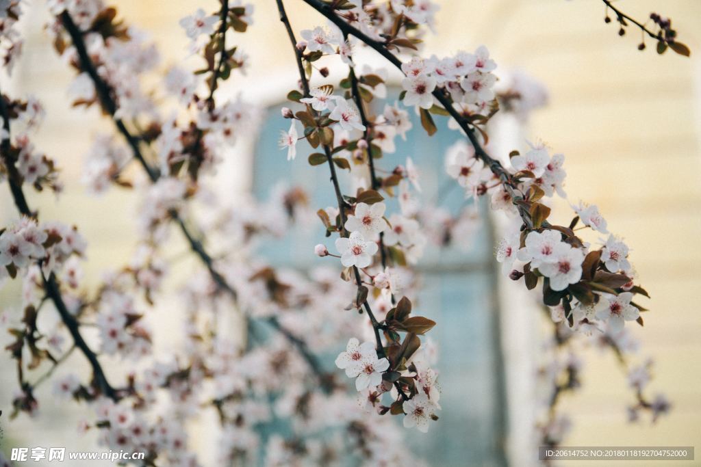盛开的樱花