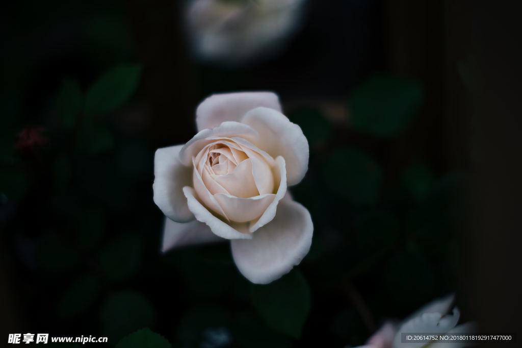 洁白的花朵