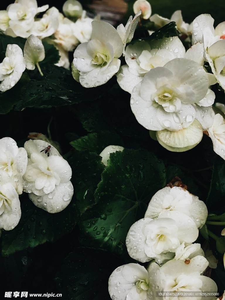 洁白的花朵