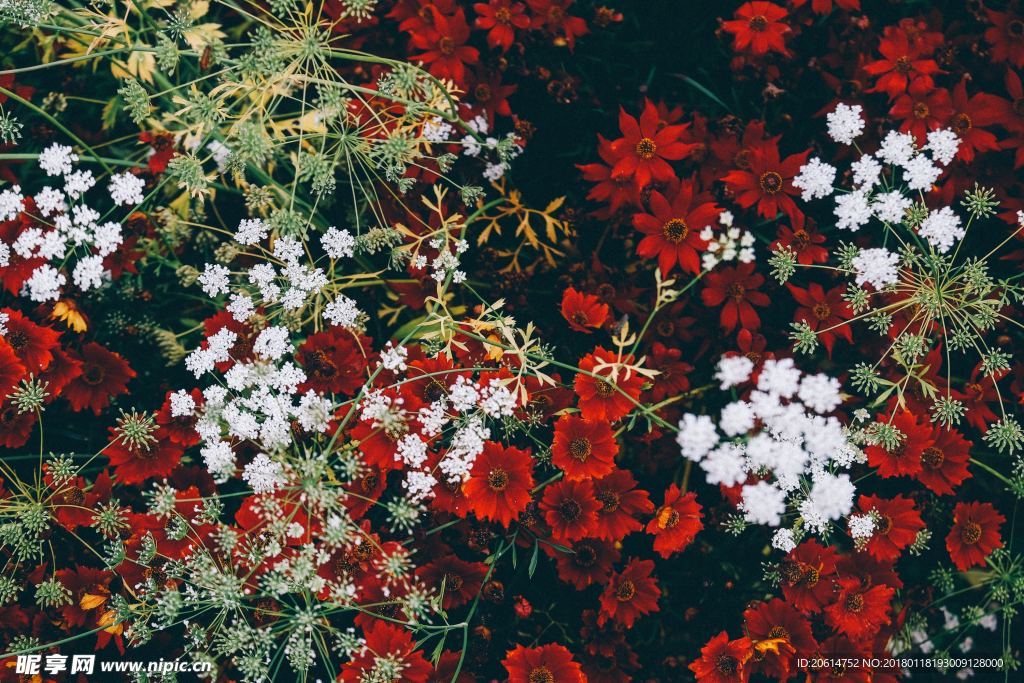 美丽的花朵
