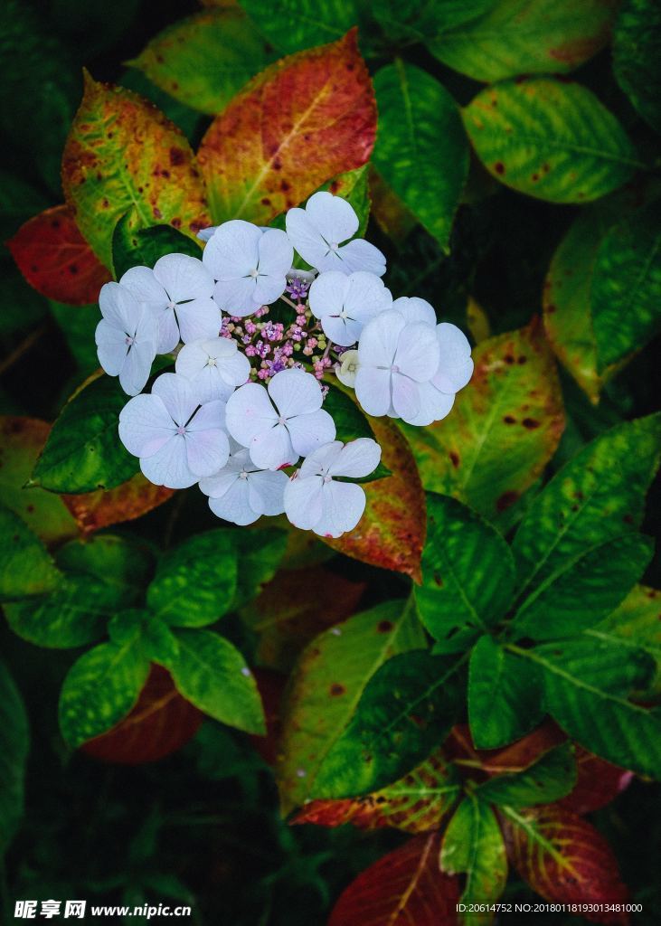 洁白的花朵