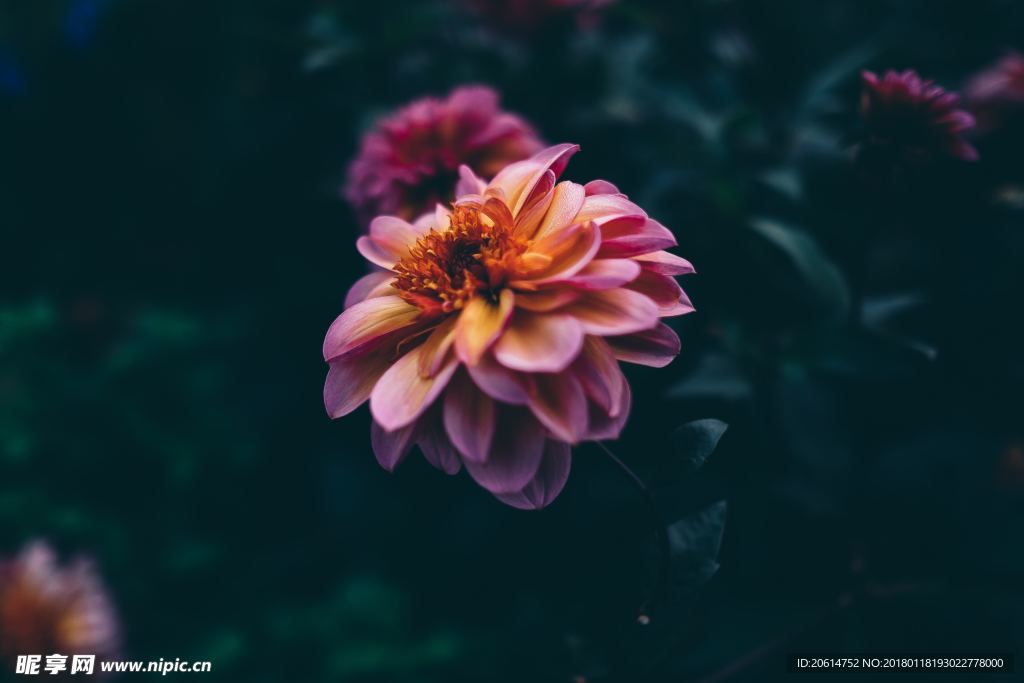 盛开的花朵