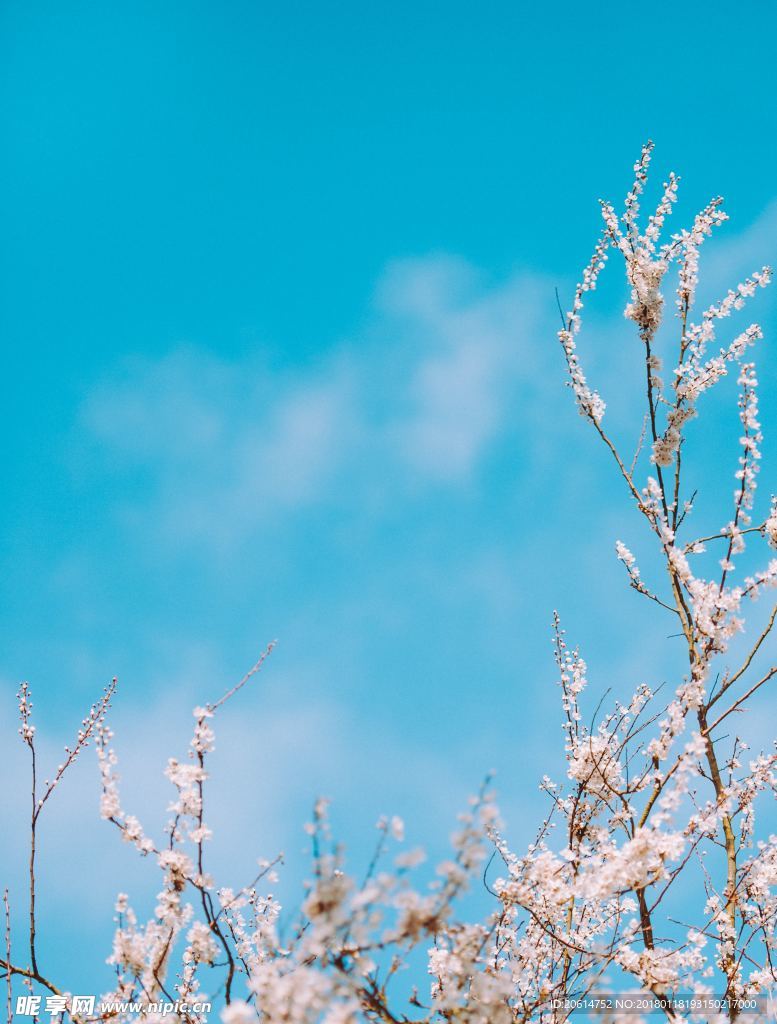 盛开的花朵