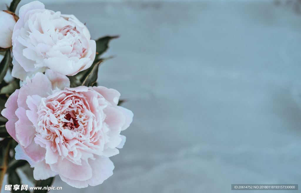 洁白的花朵