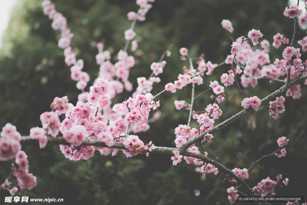 盛开的红色花朵